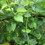 Paederia foetida Levél