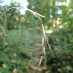 Brachypodium sylvaticum Habit