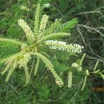 Senegalia ataxacantha Habit