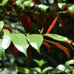 Excoecaria cochinchinensis Leaf