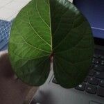 Ipomoea tiliacea Leaf