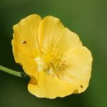 Abutilon indicum Кветка