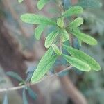 Bursaria spinosa Leaf