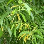 Acacia auriculiformis Fuelha