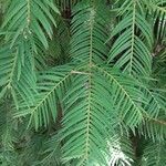 Torreya californica Folha