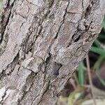 Actinidia deliciosa Bark