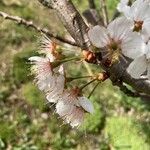 Prunus pseudocerasus Floare