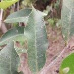 Mascarenhasia arborescens Hoja