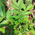 Senna hirsuta Fuelha