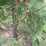 Calocedrus decurrens Vili