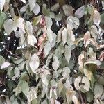 Eucalyptus gunnii Leht