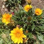 Gazania linearis Листок