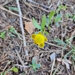 Ranunculus glaberrimus Flor
