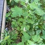 Chenopodium ficifolium Leaf