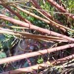 Euphorbia terracina Bark