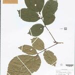 Paullinia latifolia