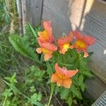 Antirrhinum australeLorea