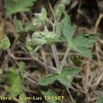 Geranium divaricatum Muu