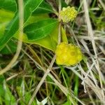 Morinda royoc Fruit