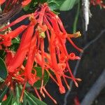 Embothrium coccineum Λουλούδι