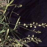 Odontostomum hartwegii Flower