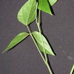 Condylostylis candida Altul/Alta