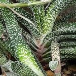 Gasteria carinata Leaf