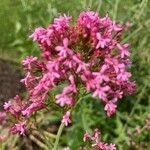 Valeriana lecoqii फूल