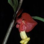 Drymonia coccinea Flower