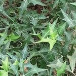 Mahonia trifoliolata Hoja