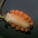 Philodendron ecordatum Fruto
