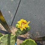 Opuntia humifusa Flower