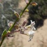 Dithyrea californica Blüte