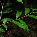 Guarea pubescens Leaf