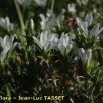 Arenaria aggregata Floare