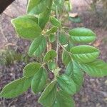 Grewia monticola Leaf