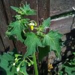 Solanum physalifolium Liść