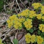 Chrysosplenium alternifolium Žiedas