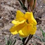 Oenothera stricta Blüte