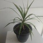 Dracaena reflexaLeaf