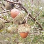 Quercus coccifera Fruto