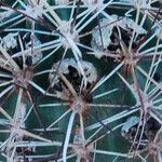 Sclerocactus parviflorus Leaf