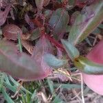 Ludwigia palustris Leaf