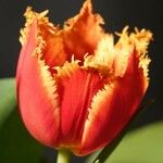 Tulipa agenensis Λουλούδι