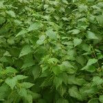 Urtica morifolia Leaf