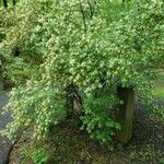 Lonicera tatarica Hábito