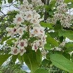 Catalpa ovata പുഷ്പം