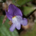 Linaria algarviana Flower