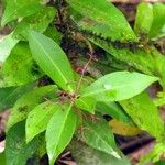 Tapeinosperma pauciflorum Vivejo