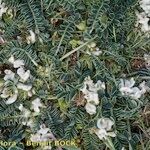 Astragalus depressus Costuma